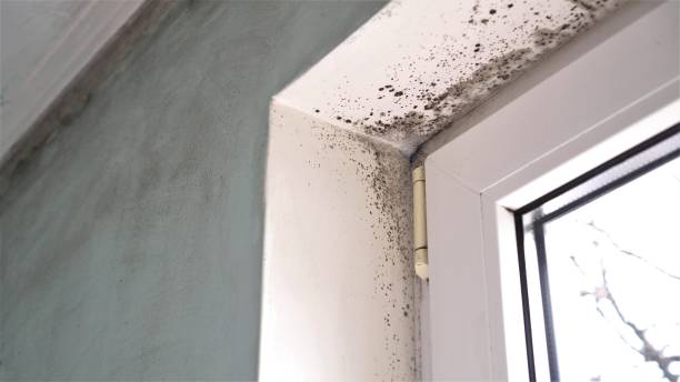 Best Black Mold Removal  in Ruidoso, NM