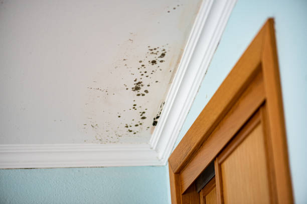 Best Mold Cleaning Services  in Ruidoso, NM
