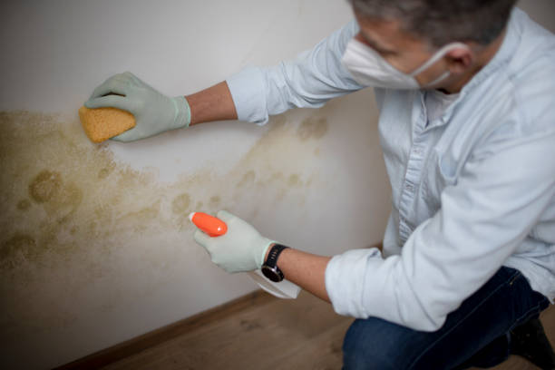 Best Office Mold Removal Services  in Ruidoso, NM