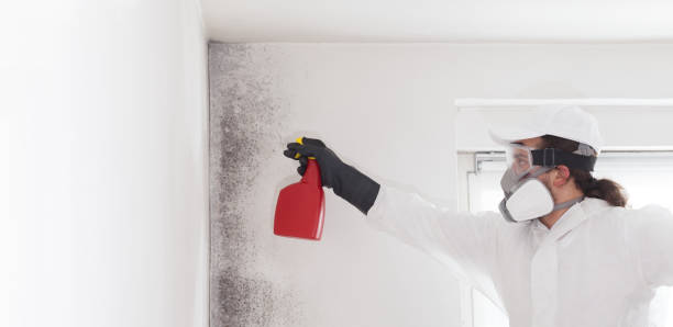 Trusted Ruidoso, NM Mold Removal Experts