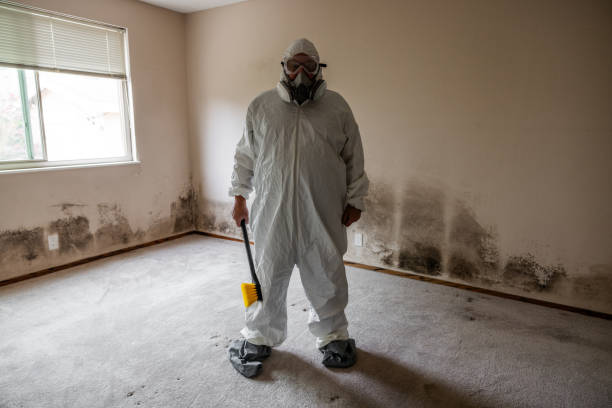 Best Professional Mold Removal  in Ruidoso, NM