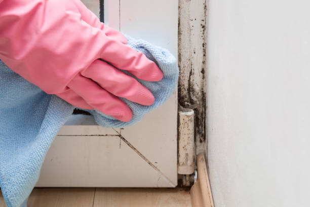 Best Mold Removal Specialists  in Ruidoso, NM