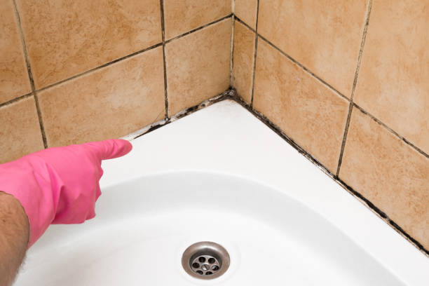 Best Black Mold Removal  in Ruidoso, NM